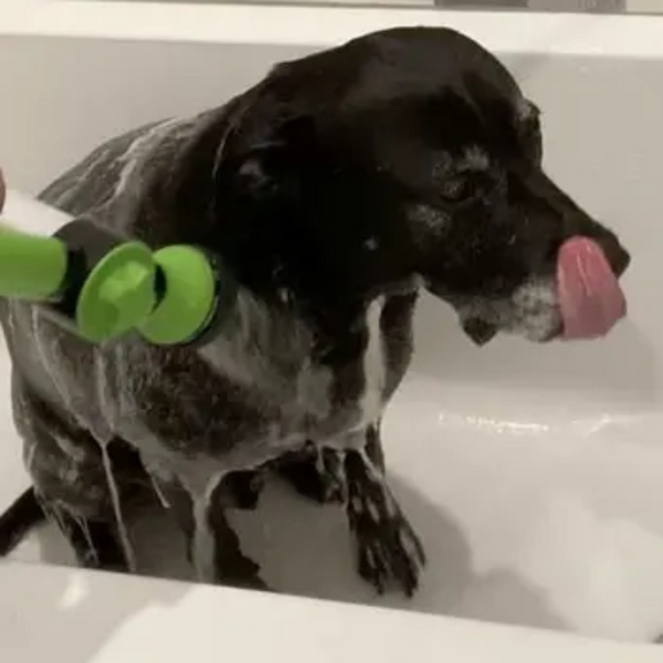 14.000+ svenska hundägare använder DogShower